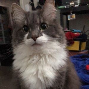 Meet your Posher, Herika